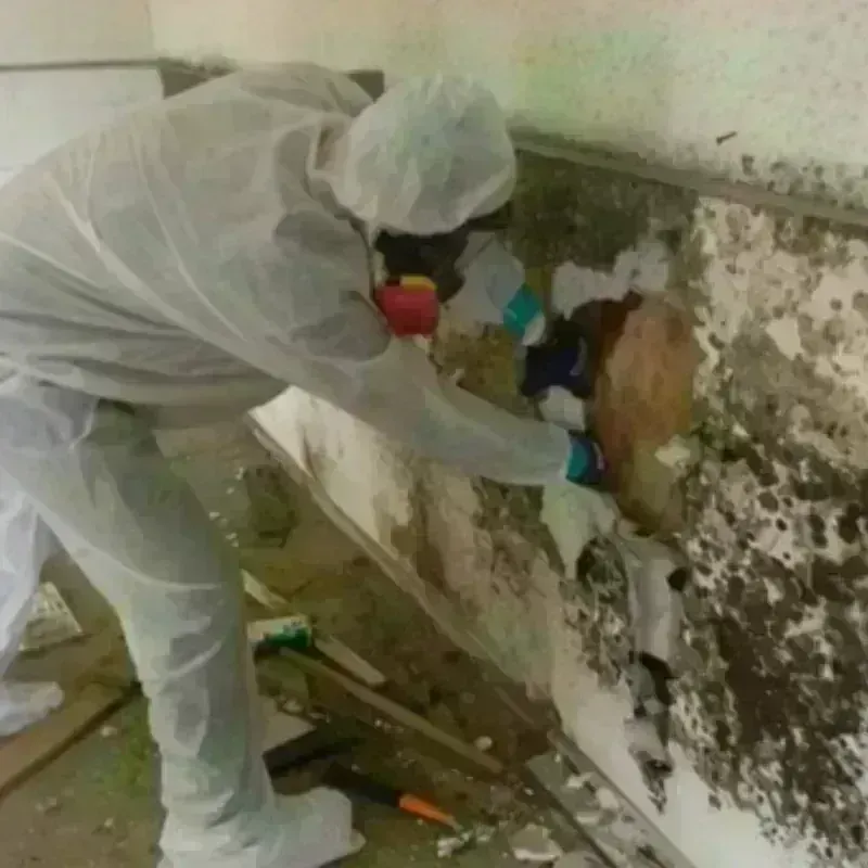 Mold Remediation and Removal in Freeport, ME